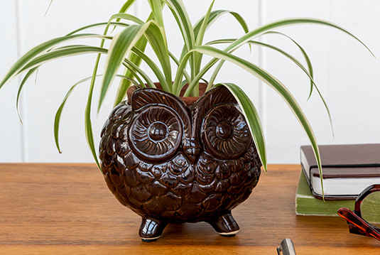 Dark brown owl-shaped planter holding a green spider plant on a wooden desk, with books and glasses beside it.