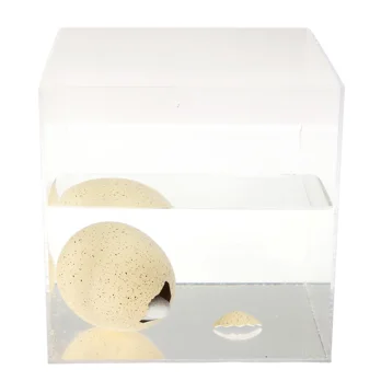 giant hatching shark egg - sharks giant hatching shark egg - sharks