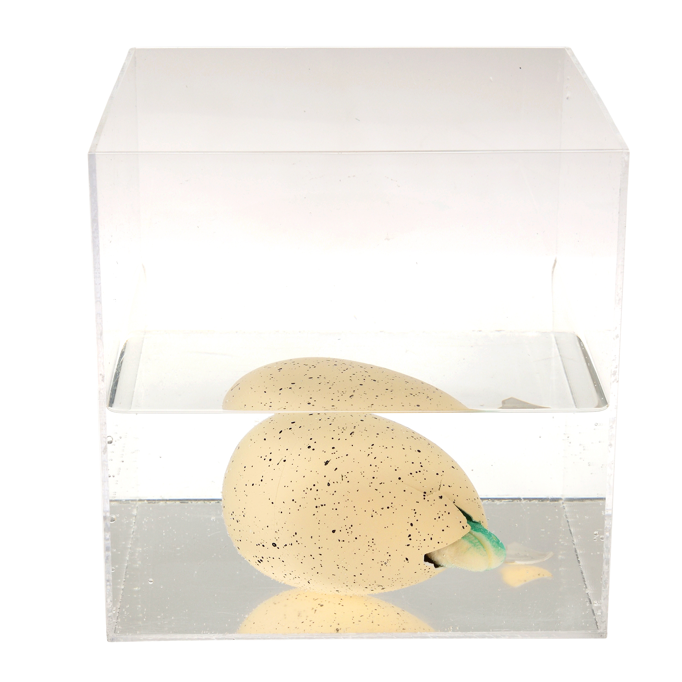 giant hatching dinosaur egg - prehistoric land