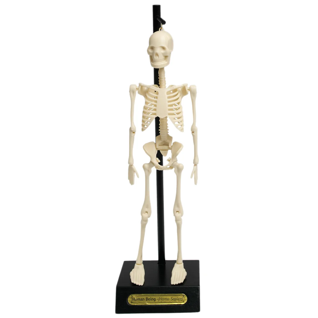 anatomical skeleton model