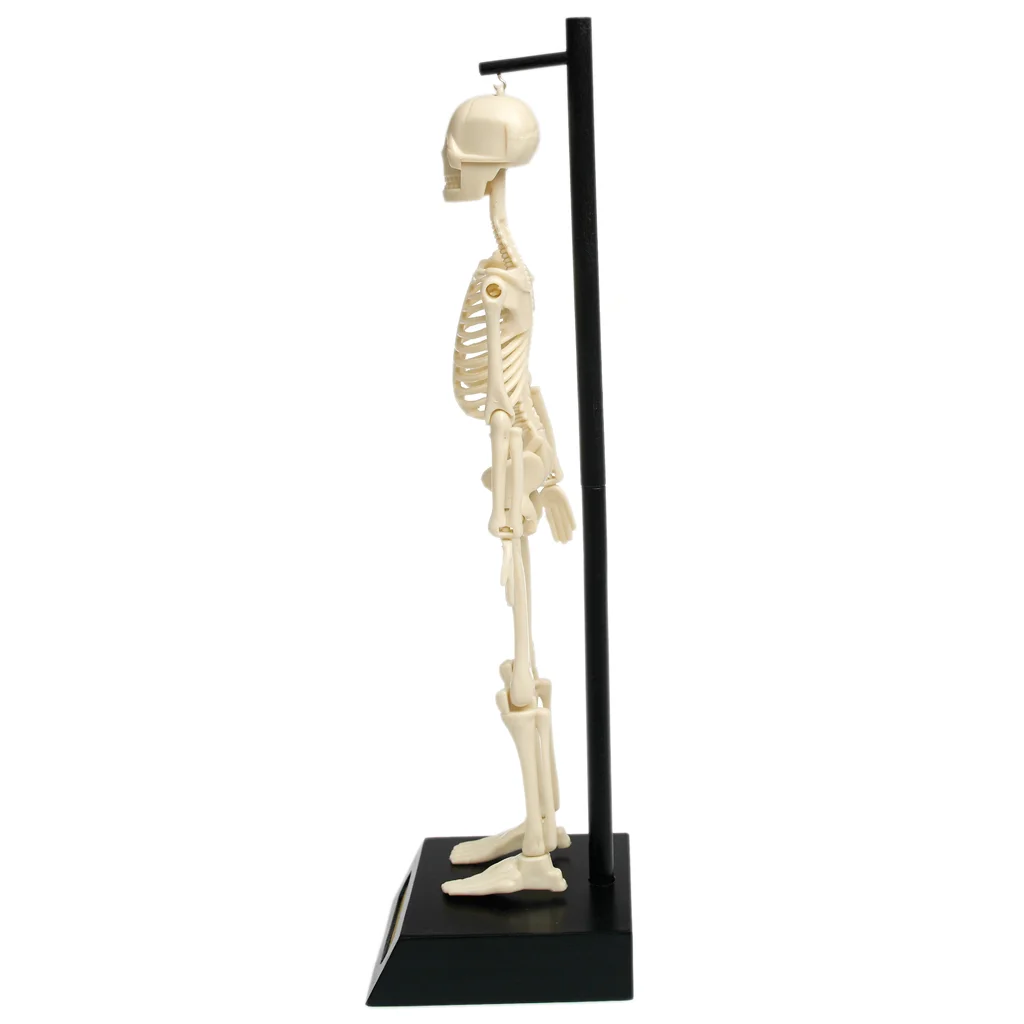 modelo anatómico de esqueleto