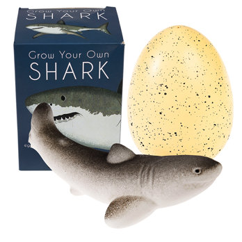 giant hatching shark egg - sharks