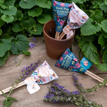 blumensamen - mischung blumensamen - mischung