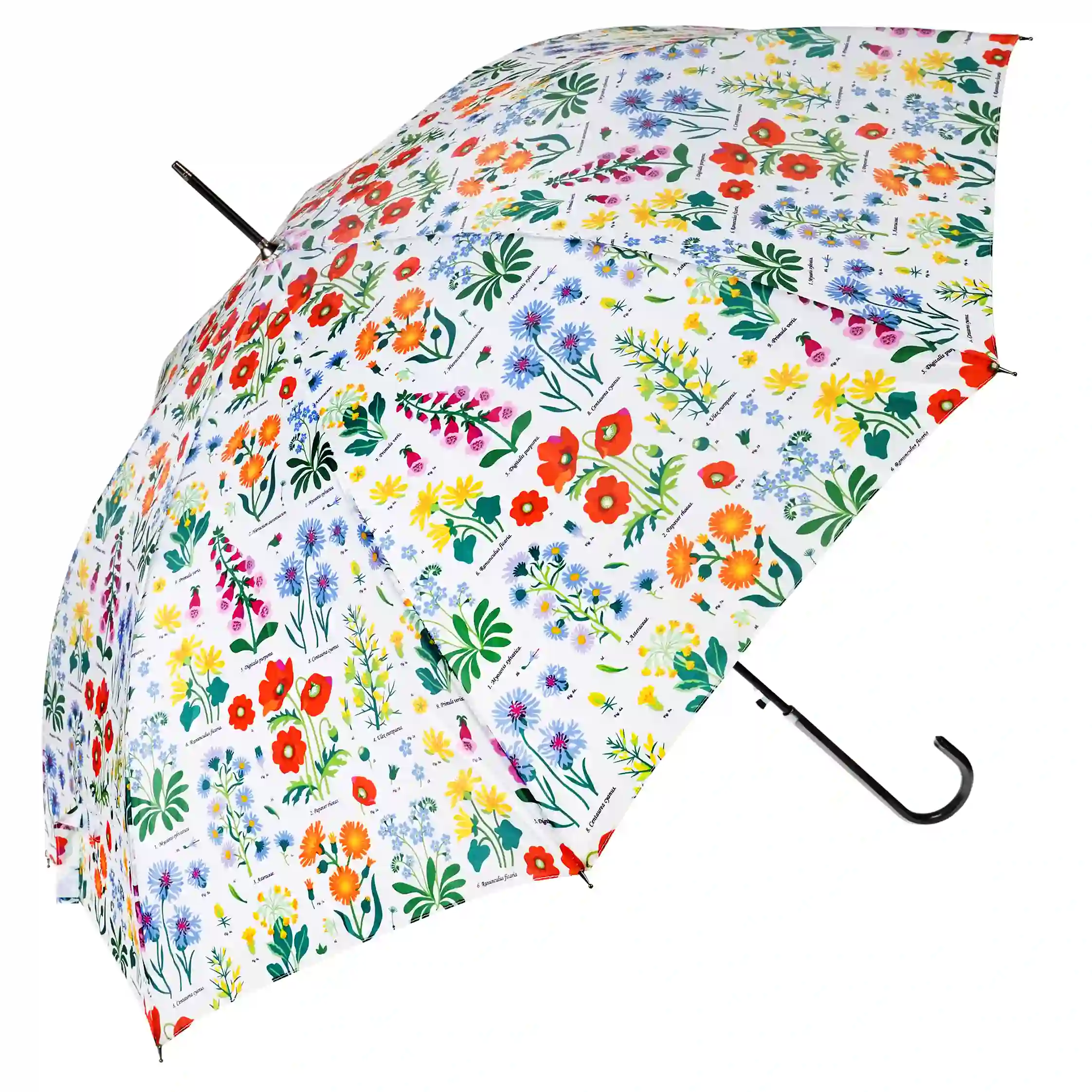 paraguas wild flowers