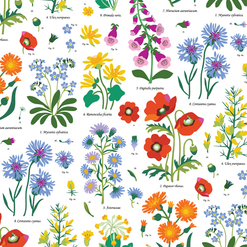 wild flowers collection