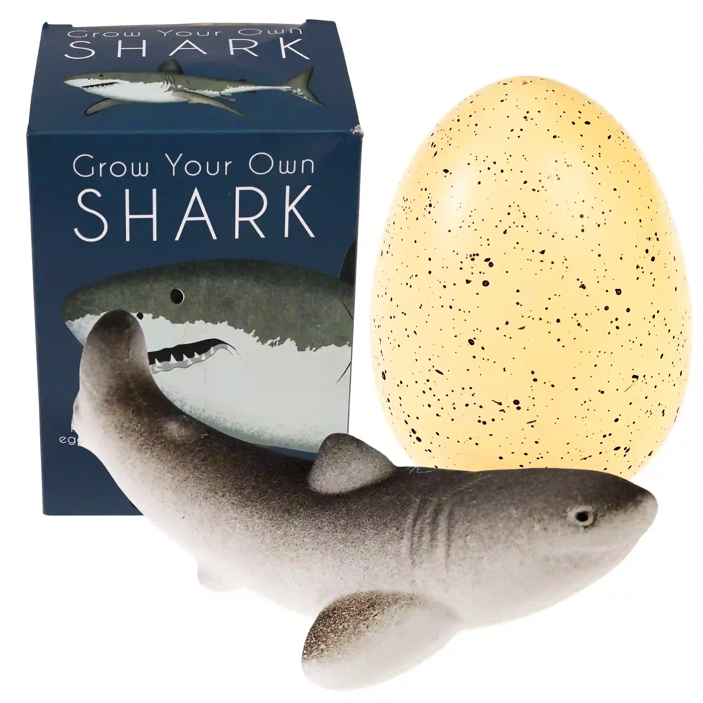 œuf de requin à écouver géant sharks