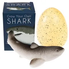 huevo de tiburón gigante sharks