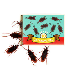box of 10 cockroaches