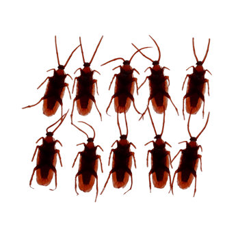 box of 10 cockroaches