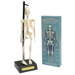 modelo anatómico de esqueleto