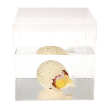 giant hatching fairy egg - fairies in the garden