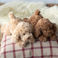 plush toy - chocolate brown dog