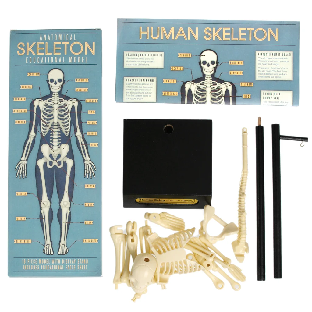 anatomical skeleton model