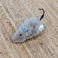 flauschiges aufziehspielzeug – ratte