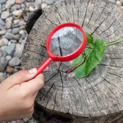 magnifying glass - wonders of nature magnifying glass - wonders of nature