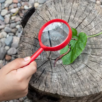 magnifying glass - wonders of nature magnifying glass - wonders of nature