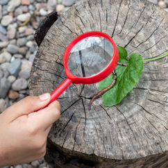 magnifying glass - wonders of nature